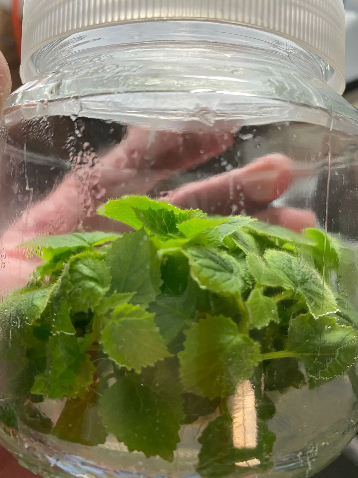 Frasco de cultivo in vitro com folhas de Paulownia