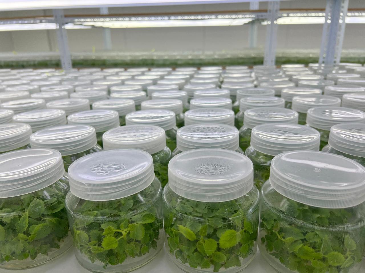 Frascos de cultivo in vitro no laboratorio