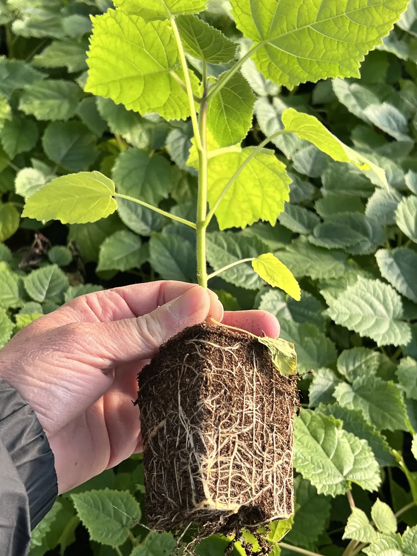 Muda de Paulownia com sistema radicular