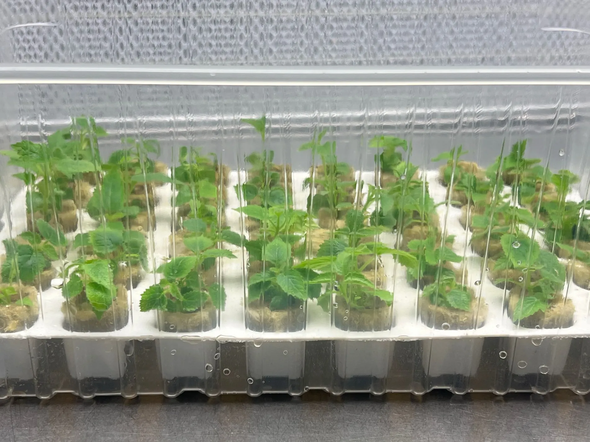 Mudas em fase de semi-aclimatacao