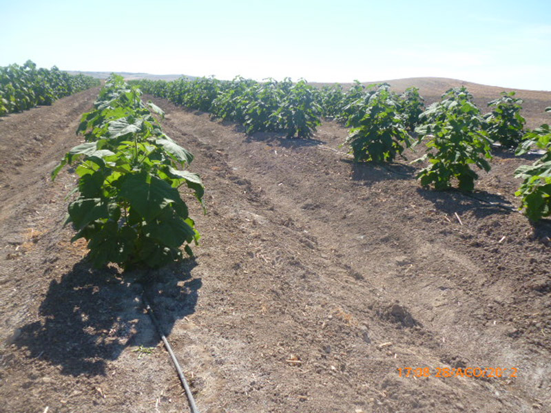 Paulownia em fase inicial de crescimento no campo
