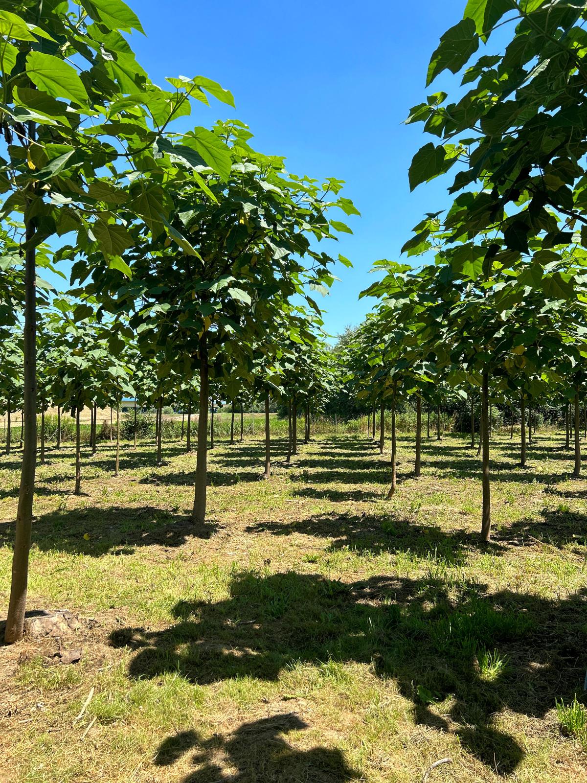 Plantacao de Paulownia jovem em fileiras
