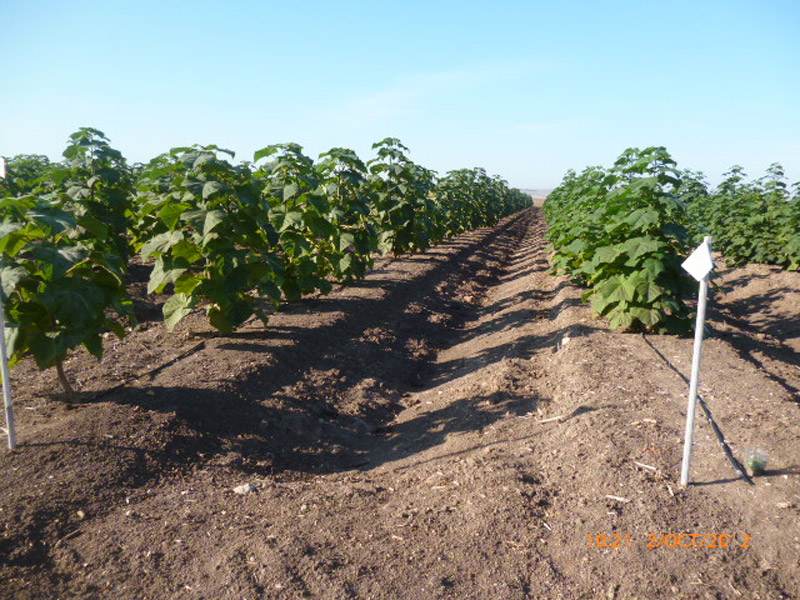 Plantacao jovem de Paulownia em fileiras
