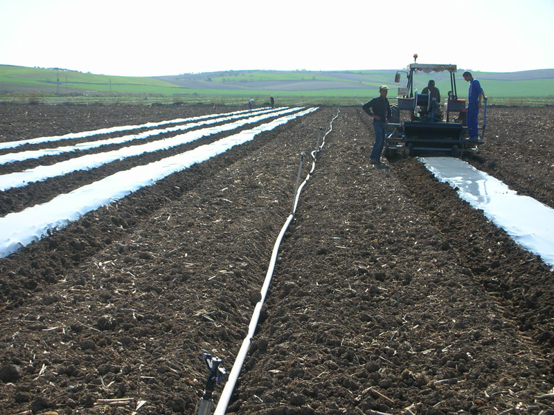 Preparo do solo com trator e cobertura plastica