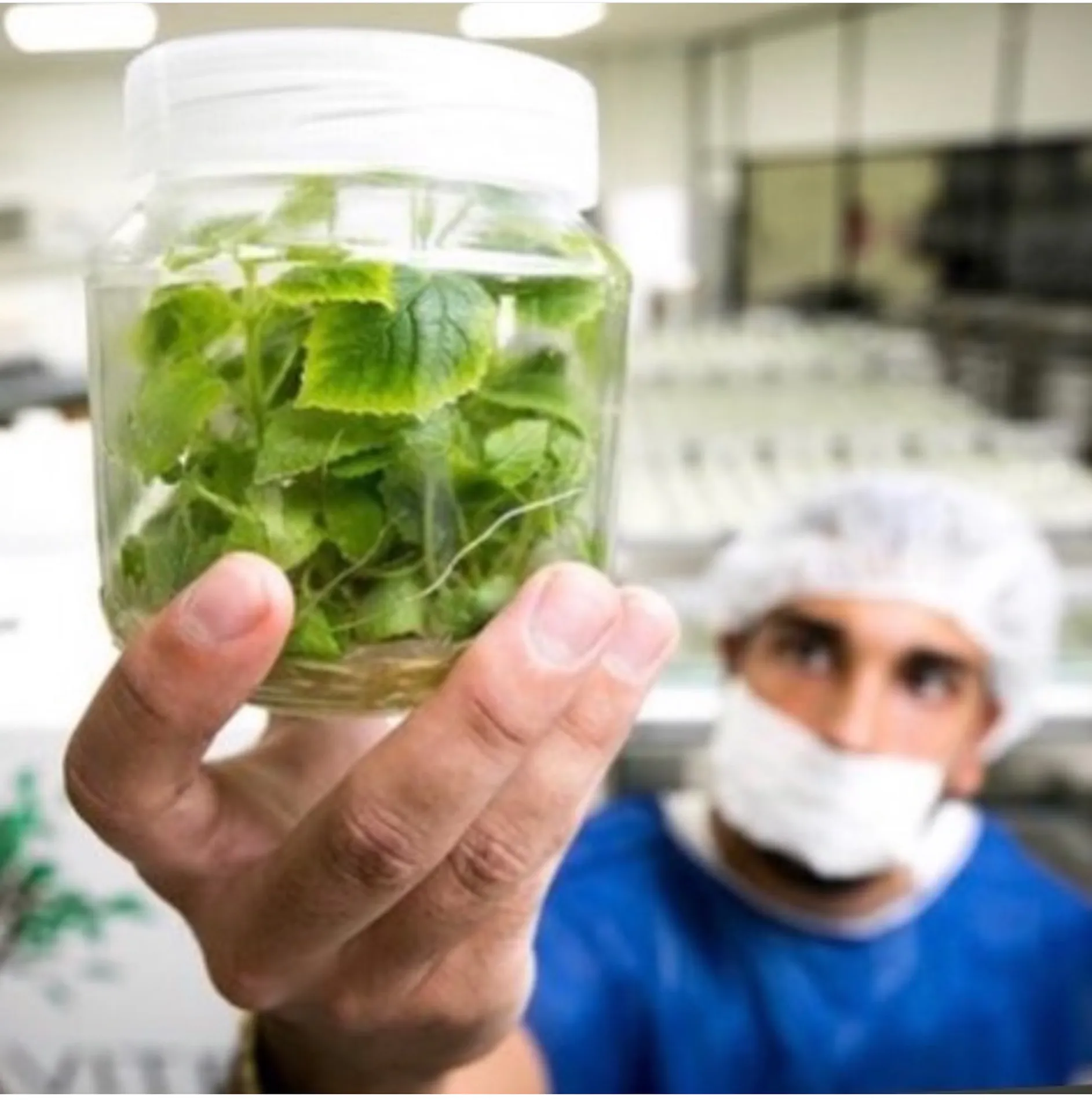 Tecnico segurando frasco com cultivo in vitro
