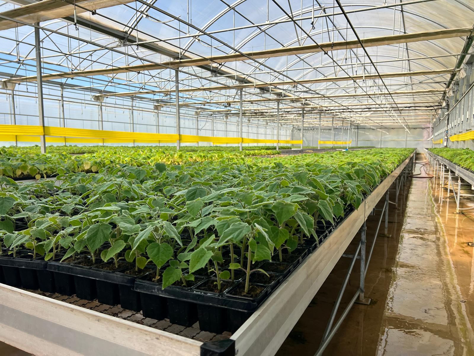 Producao de mudas para projetos de carbono