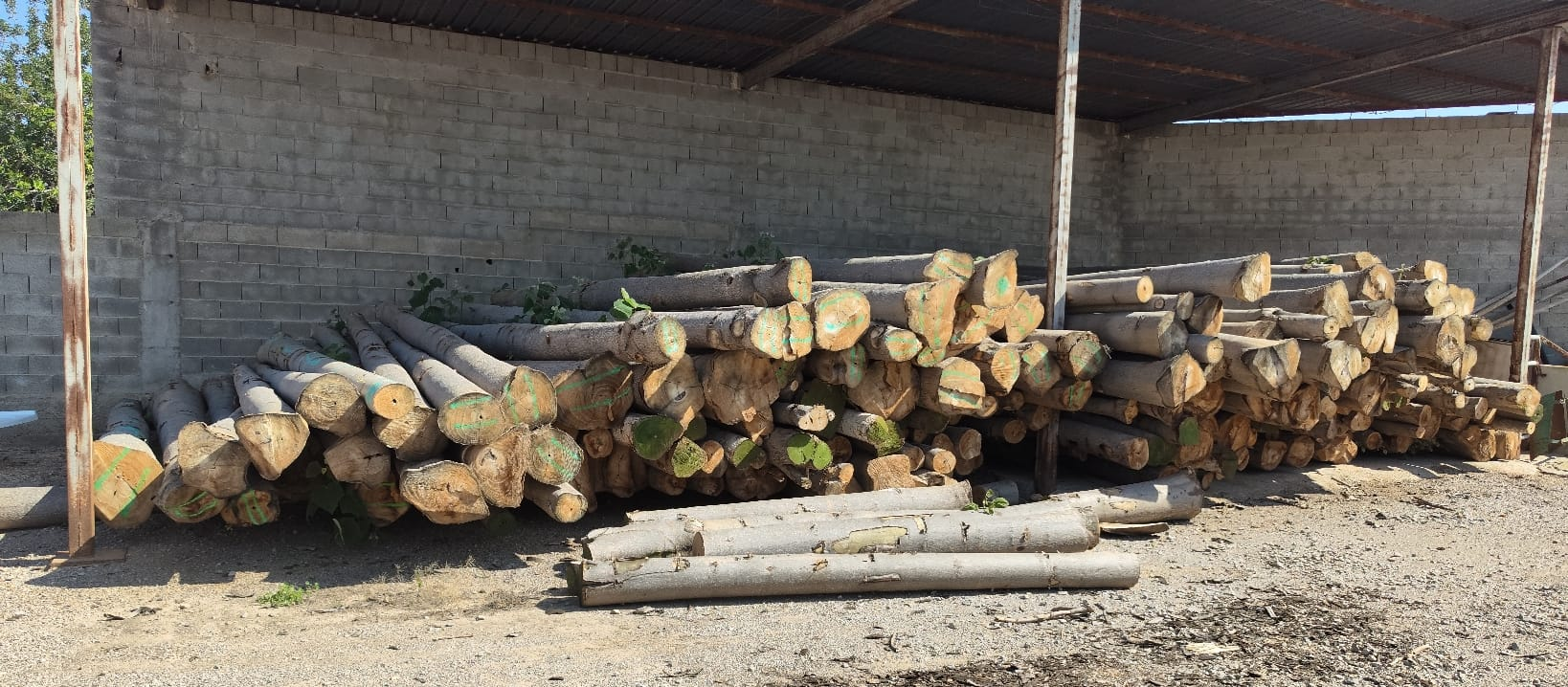 Toras de Paulownia estocadas